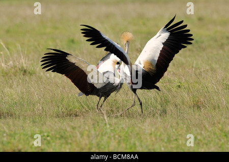 Stock Foto von einem Grau-gekrönter Kran Zucht Tanz, Ngorongoro Crater, Tansania, 2009. Stockfoto