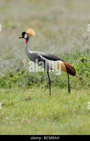 Stock Foto von einem Grau-gekrönter Kran zu Fuß über die Wiese, Ngorongoro Crater, Tansania, 2009. Stockfoto