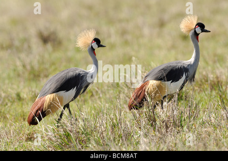 Stock Foto von einem Grau-gekrönter Kran zu Fuß über die Wiese, Ngorongoro Crater, Tansania, 2009. Stockfoto