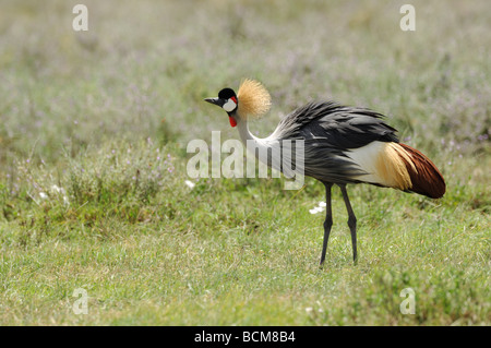 Stock Foto von einem Grau-gekrönter Kran zu Fuß über die Wiese, Ngorongoro Crater, Tansania, 2009. Stockfoto