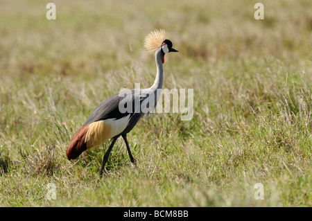 Stock Foto von einem Grau-gekrönter Kran zu Fuß über die Wiese, Ngorongoro Crater, Tansania, 2009. Stockfoto