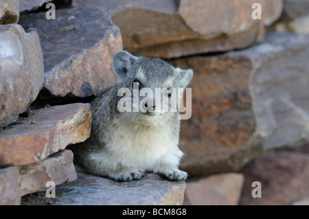 Stock Foto von einem Baum Schliefer sitzt auf einem Felsen Wand, Seronera, Serengeti Nationalpark, Tansania. Stockfoto