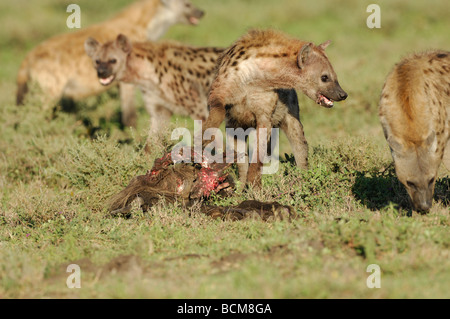 Stock Foto von einem gefleckte Hyäne an einen Kadaver, Ndutu, Tansania, Februar 2009. Stockfoto