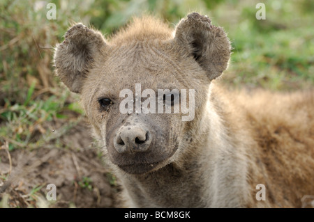 Stock Foto Nahaufnahme Bild einer gefleckten Hyäne. Stockfoto