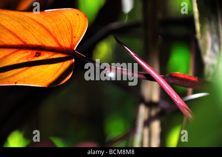 Blatt mit Wassertropfen in einem tropischen Regenwald, Hawaii Stockfoto