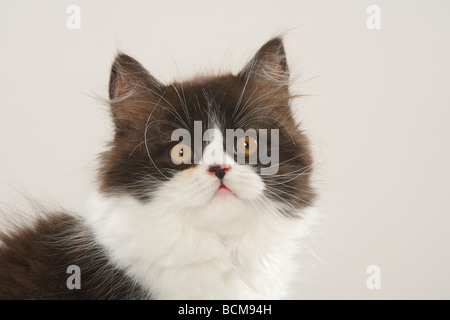 British Longhair Katze Kitten Highlander Flachländer Britanica Stockfoto