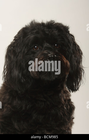 Schwarzen Havaneser Bichon Havanais Bichon Habanero Stockfoto