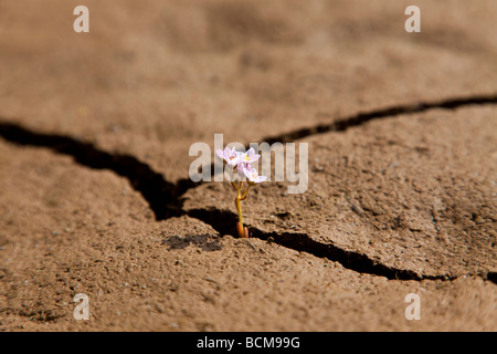 Eine Makroaufnahme einer kleinen Blume wächst aus einem Riss in trockene Erde Stockfoto