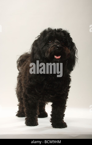 Schwarzen Havaneser Bichon Havanais Bichon Habanero Stockfoto