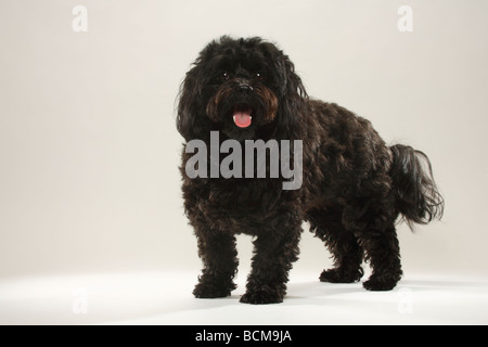 Schwarzen Havaneser Bichon Havanais Bichon Habanero Stockfoto