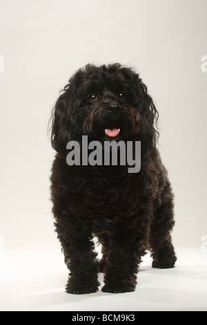 Schwarzen Havaneser Bichon Havanais Bichon Habanero Stockfoto