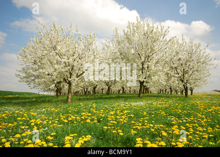 blühende Obstbäume im Bereich der Löwenzahn in der Nähe von Sint Truiden, Belgien Haspengouw Stockfoto