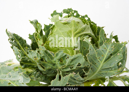 Ein Kohlkopf voller Löcher von Schnecken gemacht Stockfoto