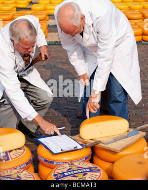 Inspektion von Gouda-Käse auf dem Käsemarkt von Alkmaar, Alkmaar, Nordholland, Niederlande. Stockfoto