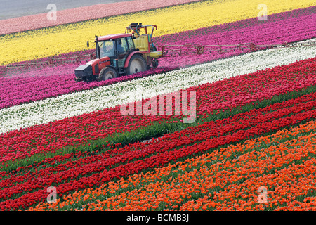 Traktor Spritzen Tulpen in Nord-Holland, Niederlande. Stockfoto