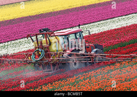 Traktor Spritzen Tulpen in Nord-Holland, Niederlande. Stockfoto