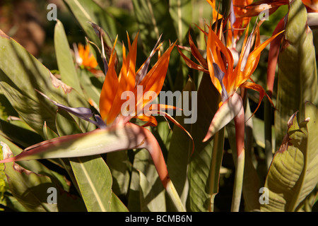 Bird Of Paradiesblumen in den Gärten Trevelyan in Taormina Italien, auch bekannt als der Giardino Trevelyan Stockfoto