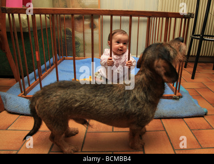 6 Monate altes Baby Mädchen im Laufstall von Familienhund beobachtet Stockfoto