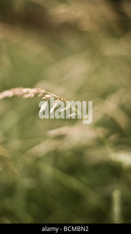 Abstrakte Bilder von Gräsern in einer englischen Sommerwiese. Stockfoto