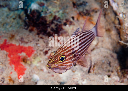 Die Tiger Cardianlfish halten alle seine "Eiern seiner" Mund, wenn es von einem Raubtier bedroht fühlt. Stockfoto