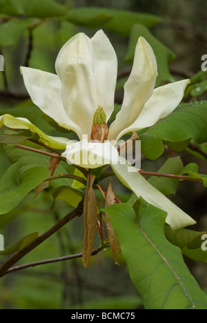 Nahaufnahme von wilden Magnolien blühen im Baum in den Blue Ridge Mountains von North Carolina Stockfoto