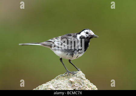 freche Trauerschnäpper Bachstelze auf Barsch. Stockfoto