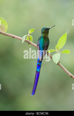 Violet tailed Sylph Kolibri (Aglaiocercus Coelestis) männlichen thront Nebelwald Tandayapa Tal Anden Ecuadors Stockfoto