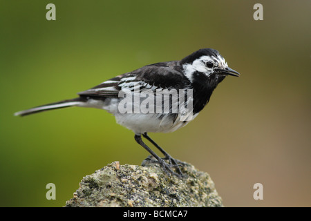 freche Trauerschnäpper Bachstelze auf Barsch. Stockfoto