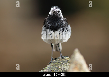 freche Trauerschnäpper Bachstelze auf Barsch. Stockfoto