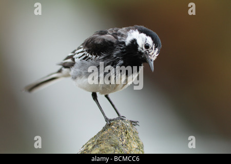 freche Trauerschnäpper Bachstelze auf Barsch. Stockfoto