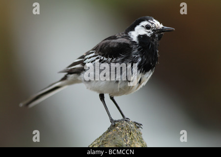 freche Trauerschnäpper Bachstelze auf Barsch. Stockfoto