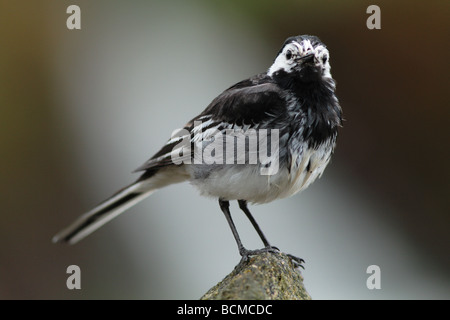 freche Trauerschnäpper Bachstelze auf Barsch. Stockfoto