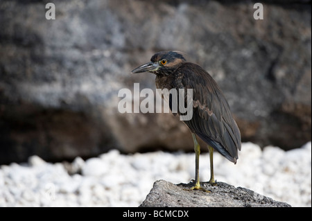 Lava Heron (Butorides Sundevalli) Preched auf Lavastein Darwin Bay Genovesa Galapagos Ecuador Pazifik Südamerika Mai Stockfoto