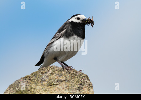 freche Trauerschnäpper Bachstelze auf Barsch. Stockfoto