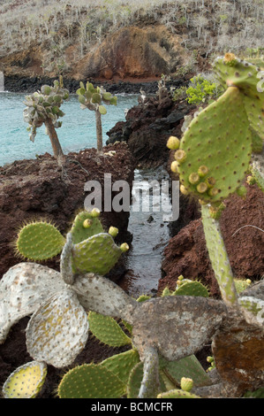 Riesige Stachelige Birne Kaktus (Opuntia Galapageia var. Profusa) Küste Rabida Galapagos Pazifik Südamerika Mai Stockfoto