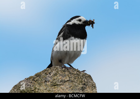 freche Trauerschnäpper Bachstelze auf Barsch. Stockfoto