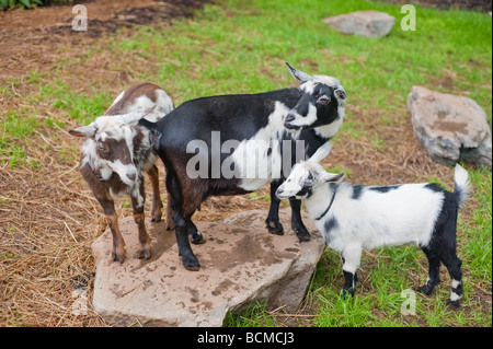 Eine Mutter und zwei junge Zwergziegen auf der Weide auf einem Felsen stehend Stockfoto