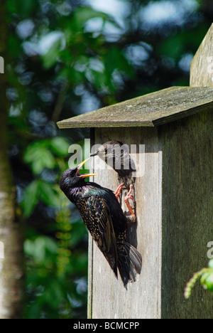 Gemeinsamen Starling (Sturnus Vulgaris) Fütterung Küken im Nistkasten Stockfoto