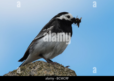 freche Trauerschnäpper Bachstelze auf Barsch. Stockfoto