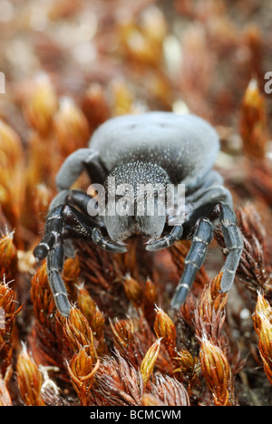 Weibliche Ladybird Spinne (Eresus Sandaliatus) closeup Stockfoto