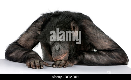 Affe auf seinem Schreibtisch, Mischling zwischen Schimpanse und Bonobo, 20 Jahre alt, vor einem weißen Hintergrund zu schlafen Stockfoto