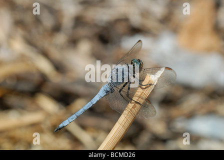 Rambur Skimmer (Orthetrum Ramburii / Orthetrum Coerulescens Anceps) Stockfoto