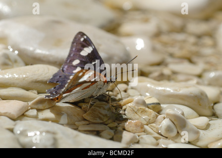 Südlichen White Admiral (Limenitis Reducta) Stockfoto