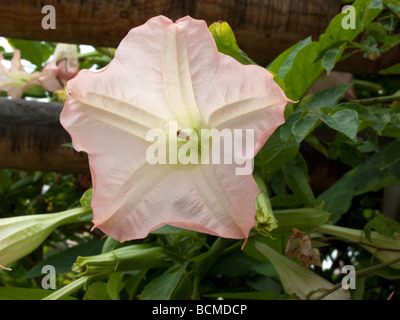 Die Engelstrompete Blumen Stockfoto