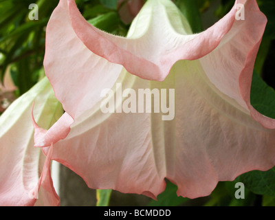 Die Engelstrompete Blumen Stockfoto