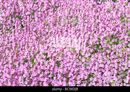Rosa Blumen ' Phlox Subulata 'Zosia"in Spring Park (im Hintergrund) Stockfoto