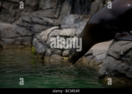 Ausgebildete Seelöwe durchführen für das Publikum im Prospect Park Zoo, Brooklyn, NY Stockfoto