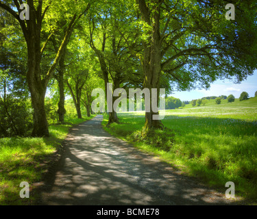 DE - Bayern: Sommer in der Nähe von Herrsching Stockfoto