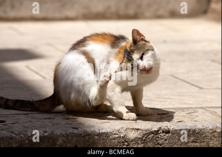 Alley Cat in den Straßen von Dubrovnik - Kroatien Stockfoto