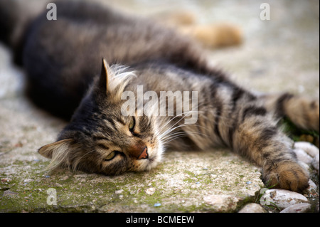 Alley Cat in den Straßen von Dubrovnik - Kroatien Stockfoto